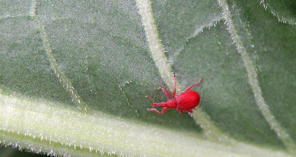 Pędruś szczawiowiec (Apion frumentarium)