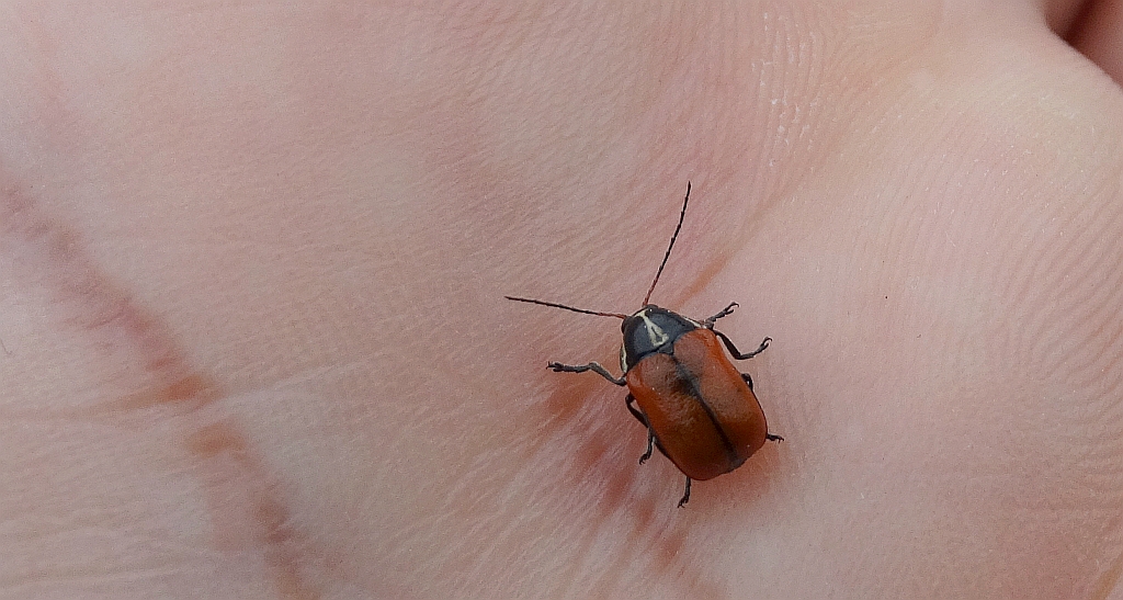 Cryptocephalus variegatus