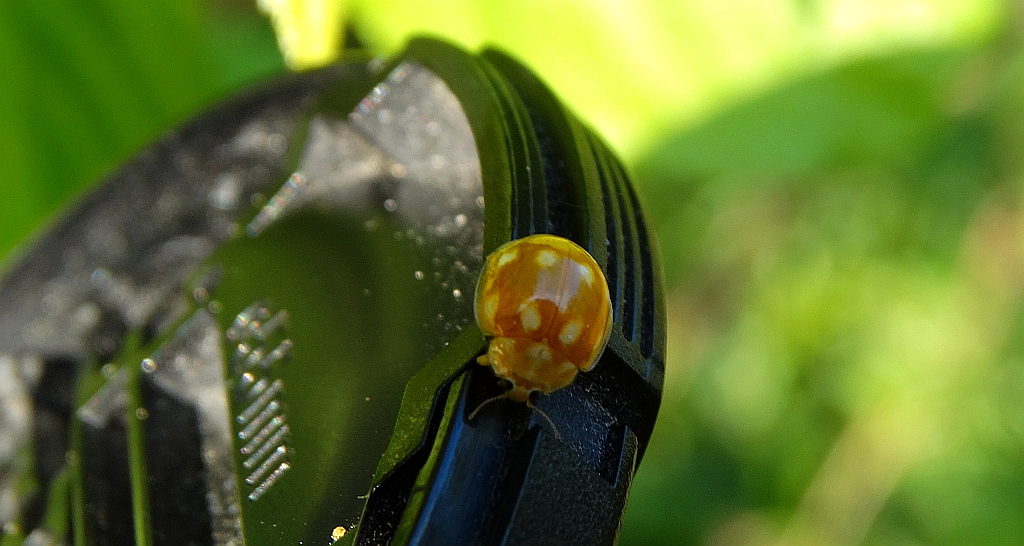 Gielas dziesięcioplamek (Calvia decemguttata)