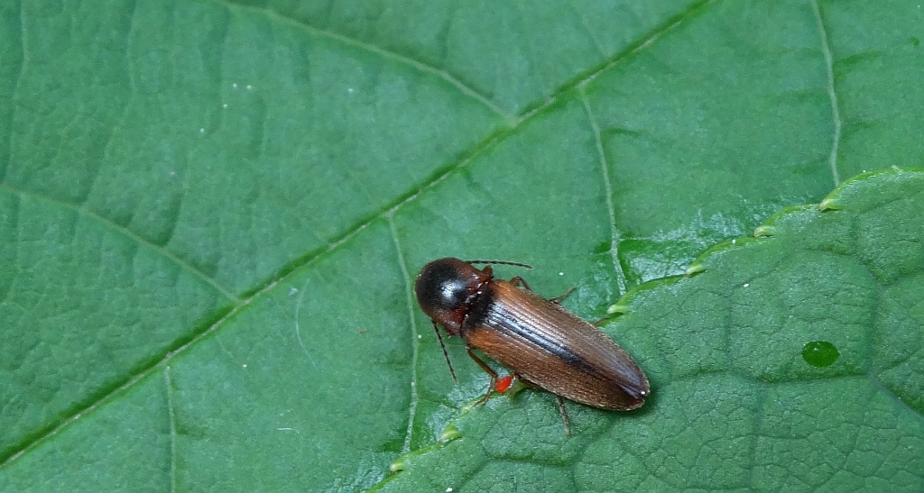 Dalopius marginatus