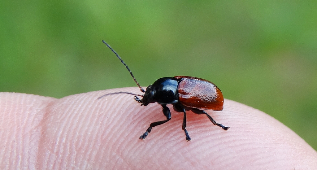 Cryptocephalus coryli