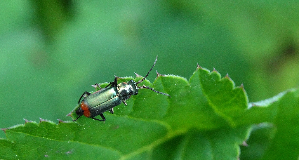 Bęblik dwuplamek (Malachius bipustulatus)