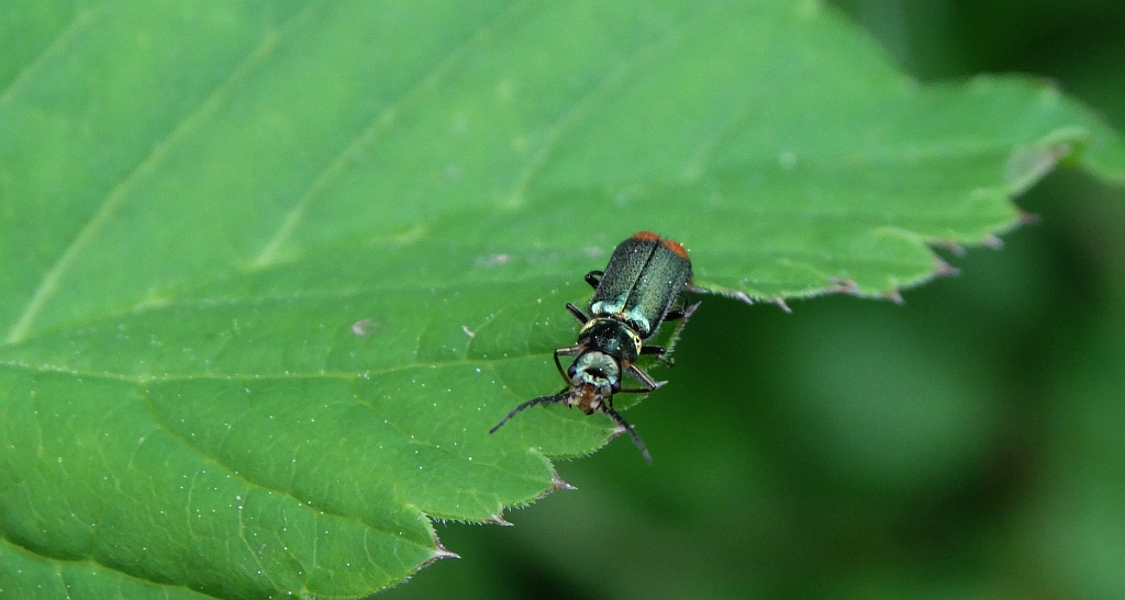 Bęblik dwuplamek (Malachius bipustulatus)