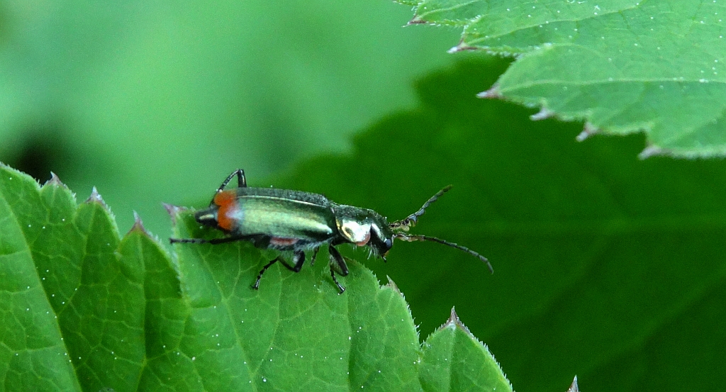 Bęblik dwuplamek (Malachius bipustulatus)