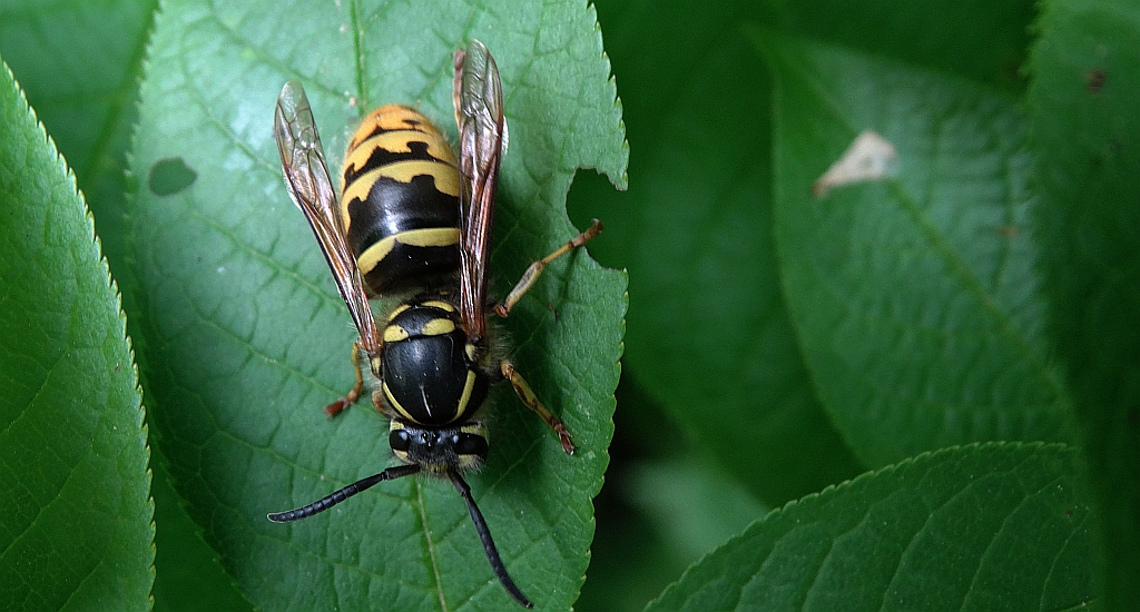 Osa pospolita (Vespula vulgaris)