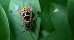 Osa pospolita (Vespula vulgaris)