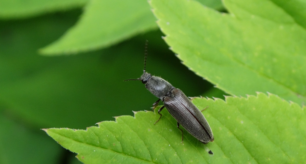 Elateridae sp.