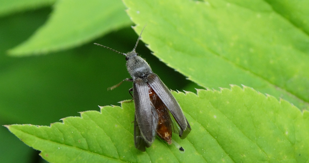 Sprężyk (Elateridae sp.)