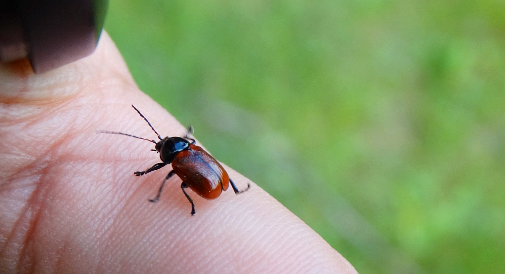 Cryptocephalus coryli