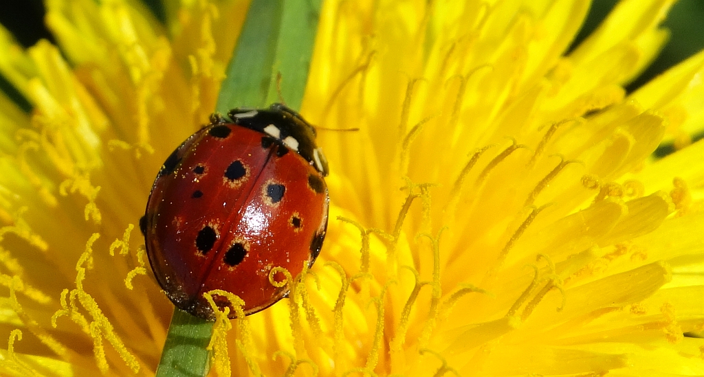 Biedronka oczatka (Anatis ocellata)
