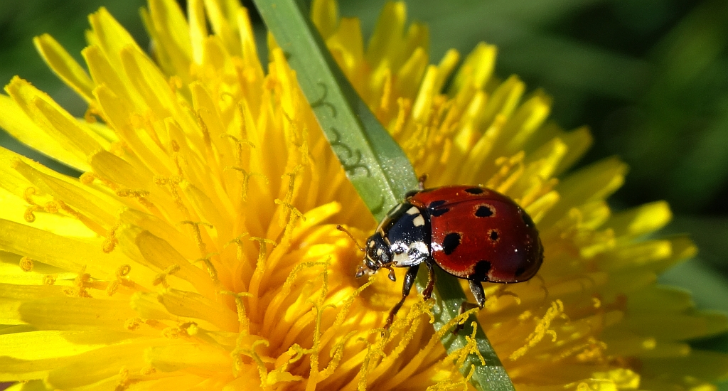 Biedronka oczatka (Anatis ocellata)