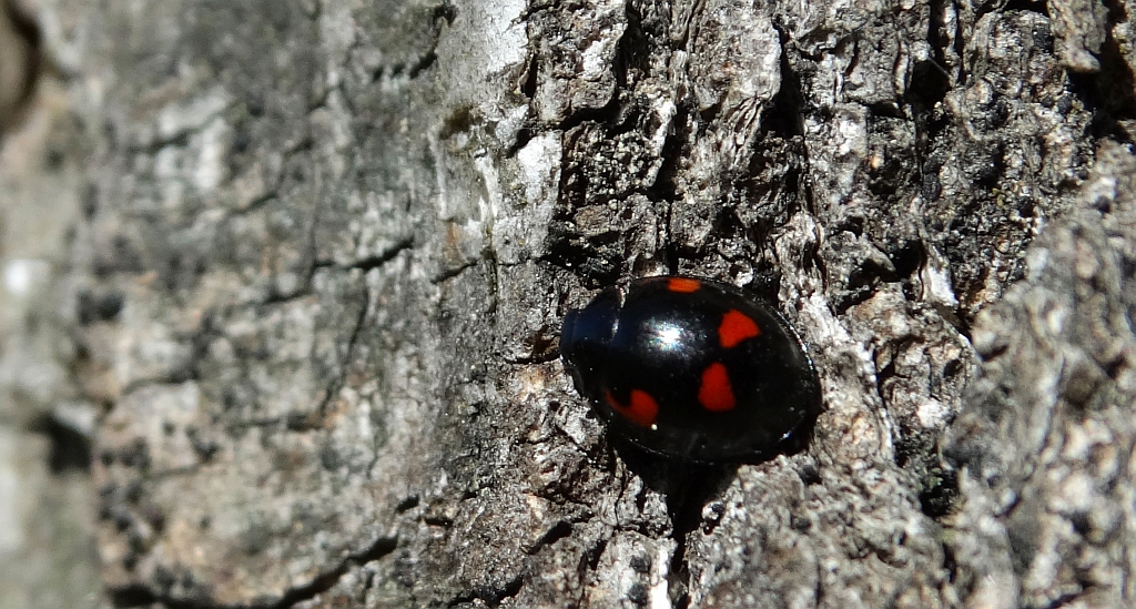 Gałecznik czteroplamek (Exochomus quadripustulatus)