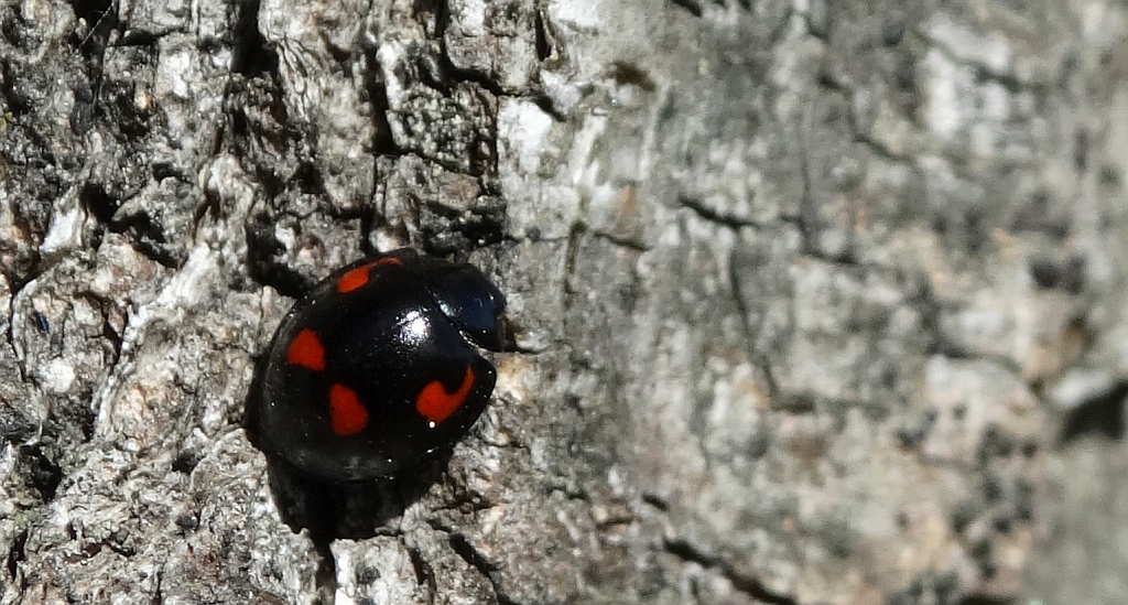 Gałecznik czteroplamek (Exochomus quadripustulatus)