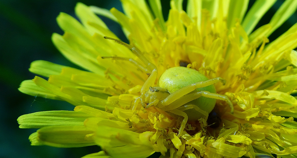 Kwietnik (Misumena vatia)