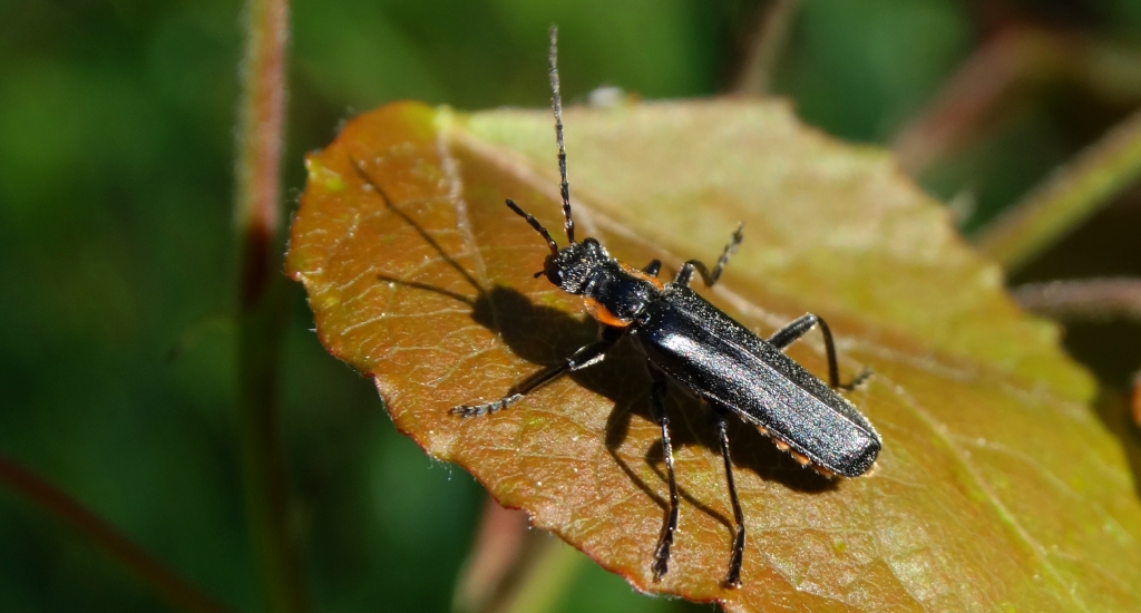 Omomiłek czarny (Cantharis obscura)