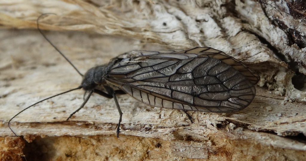 Żylenica nadwodna, kąpielica (Sialis lutaria)