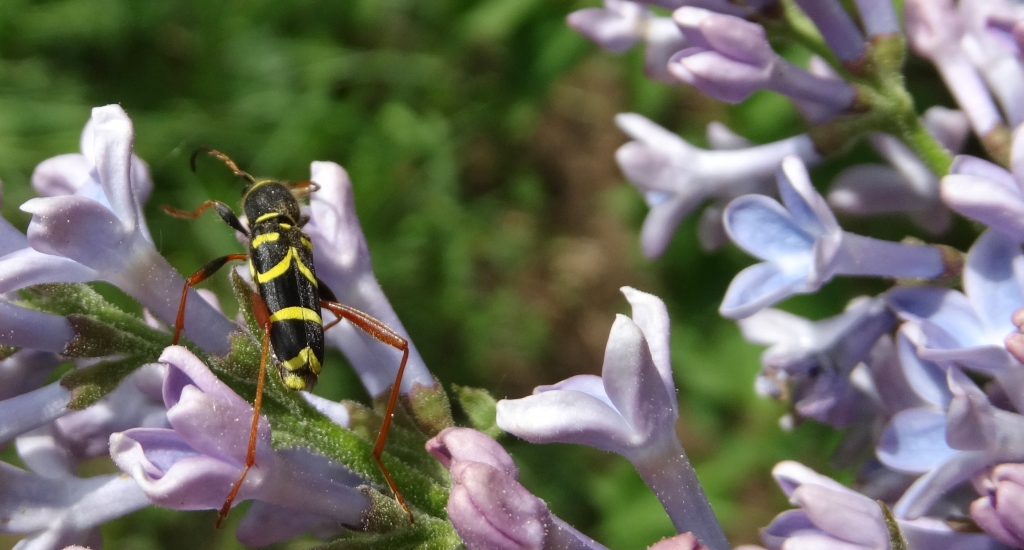 Biegowiec osowaty (Clytus arietis)