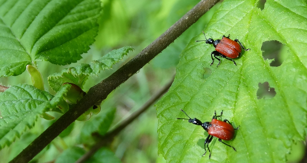 Oszynda leszczynowiec (Apoderus coryli)
