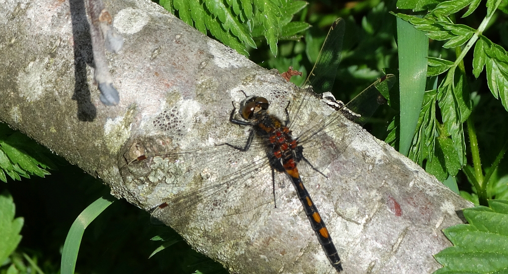 Zalotka czerwonawa (Leucorrhinia rubicunda)