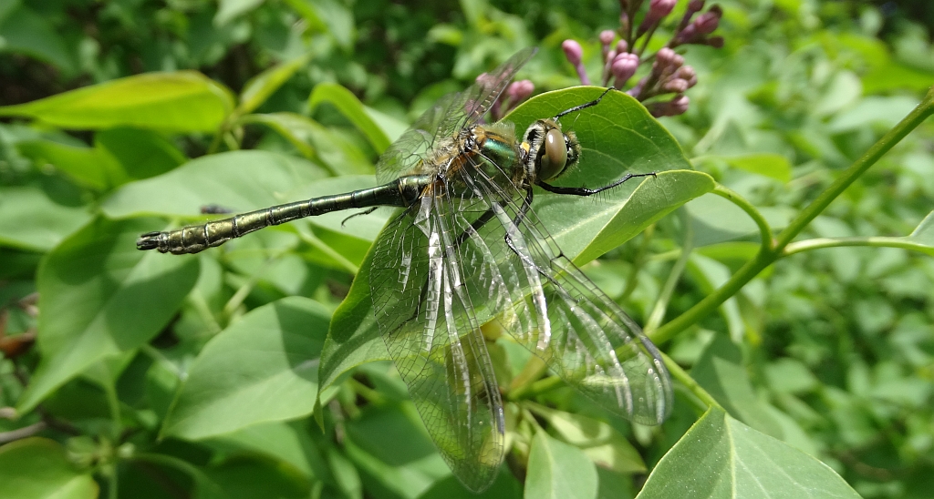 Szklarka zielona (Cordulia aenea)