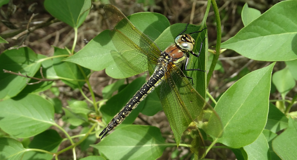 Żagniczka zwyczajna, żagniczka pospolita, żagniczka wiosenna (Brachytron pratense)