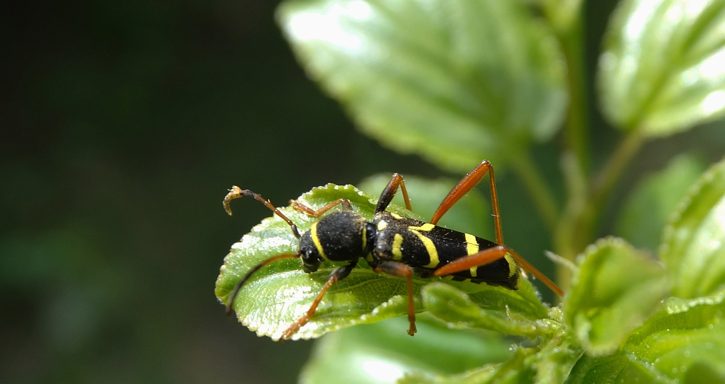 Biegowiec osowaty (Clytus arietis)