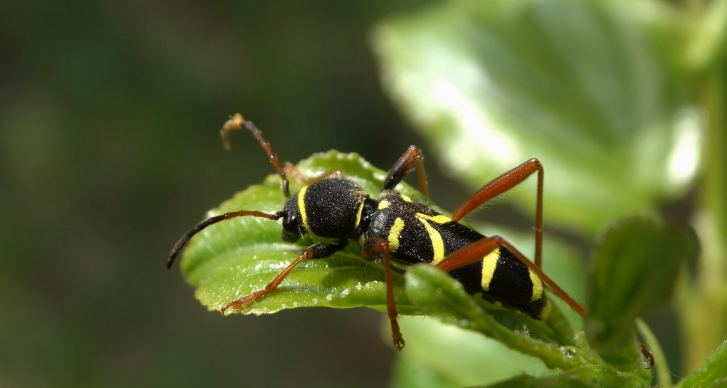 Biegowiec osowaty (Clytus arietis)
