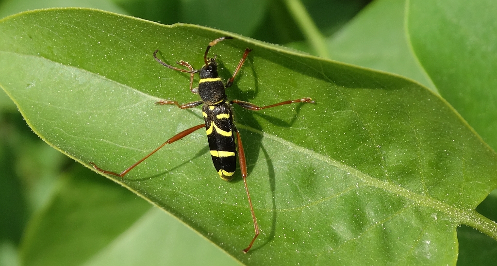 Biegowiec osowaty (Clytus arietis)