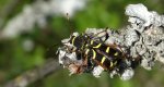 Biegowiec osowaty (Clytus arietis)