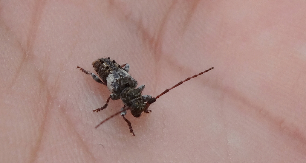 Kozulka kosmatka (Pogonocherus hispidulus)