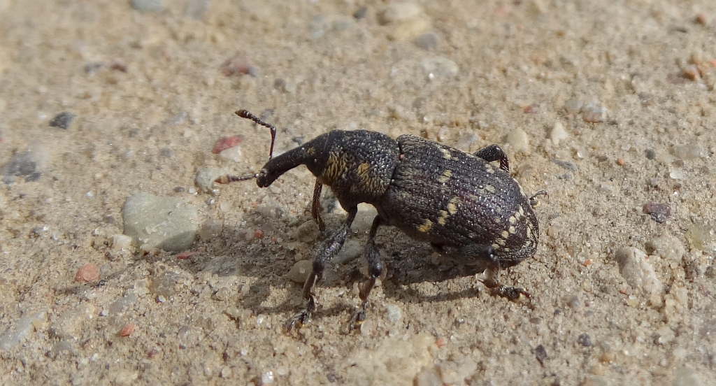Szeliniak sosnowy (Hylobius abietis)
