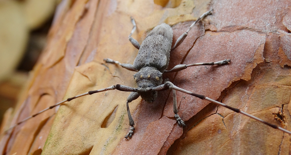 Tycz cieśla (Acanthocinus aedilis)