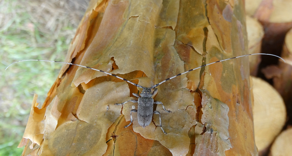 Tycz cieśla (Acanthocinus aedilis)
