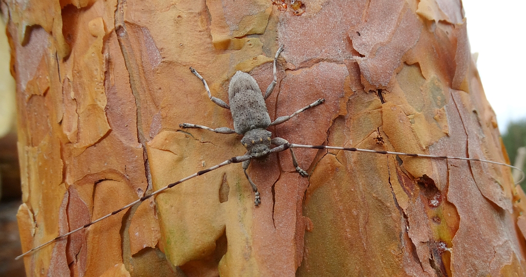 Tycz cieśla (Acanthocinus aedilis)