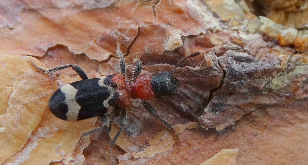 Przekrasek mróweczka (Thanasimus formicarius)
