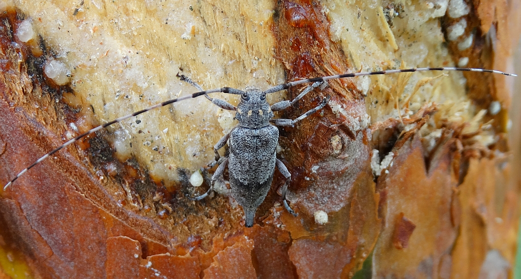 Tycz cieśla (Acanthocinus aedilis)