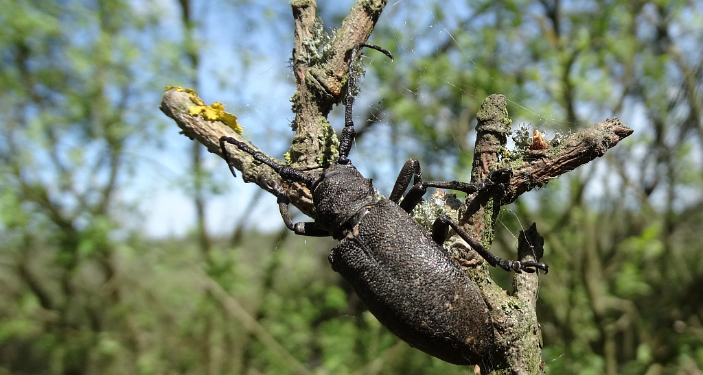 Zgrzypik twardokrywka (Lamia textor)