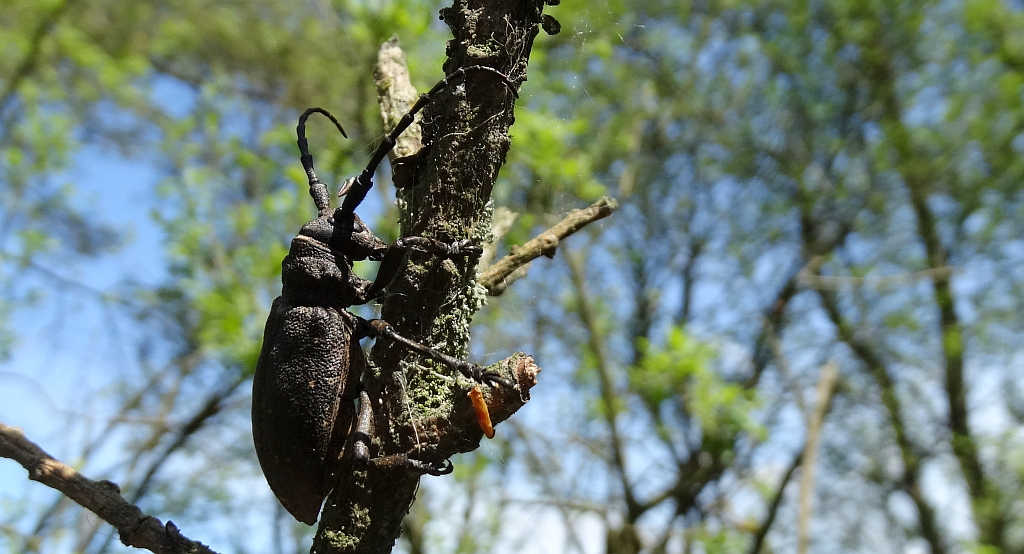 Zgrzypik twardokrywka (Lamia textor)