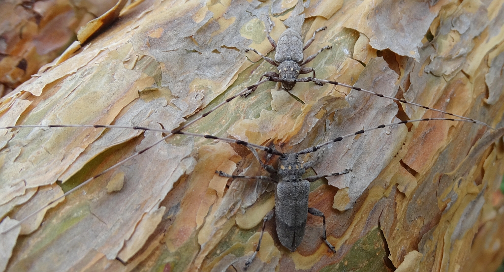 Tycz cieśla (Acanthocinus aedilis)