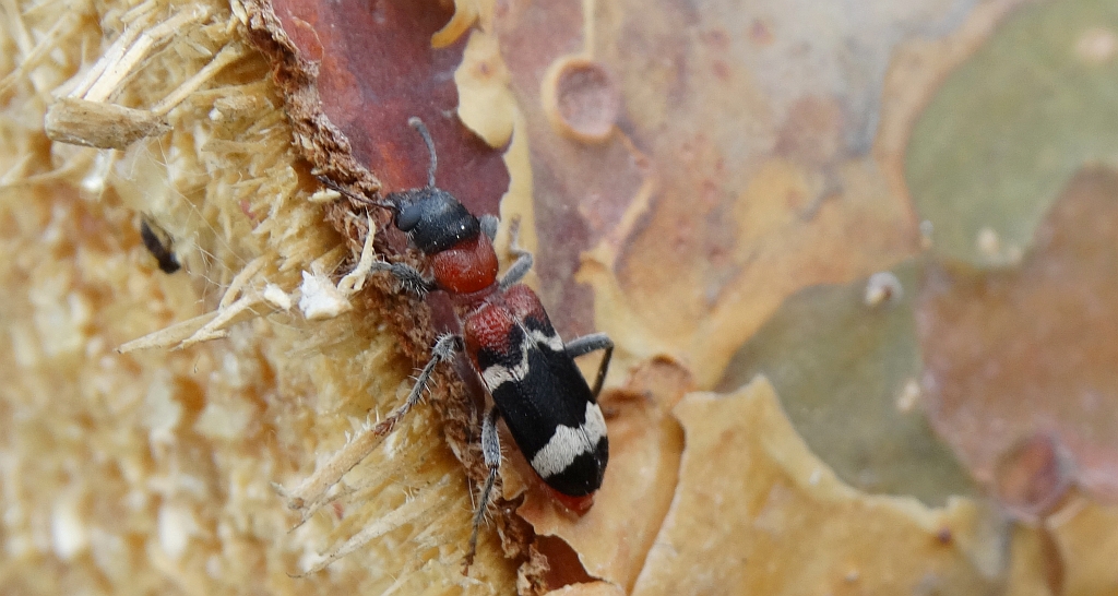 Przekrasek mróweczka (Thanasimus formicarius)