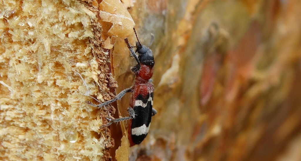 Przekrasek mróweczka (Thanasimus formicarius)