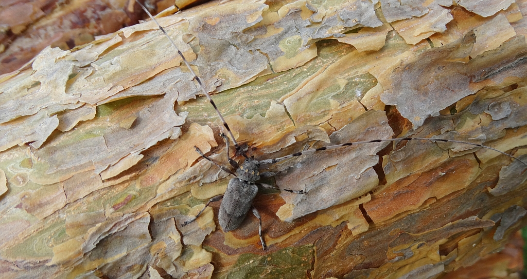 Tycz cieśla (Acanthocinus aedilis)