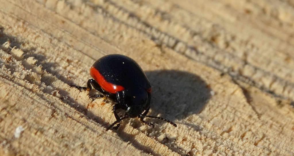 Chrysolina (Stichoptera) sanguinolenta