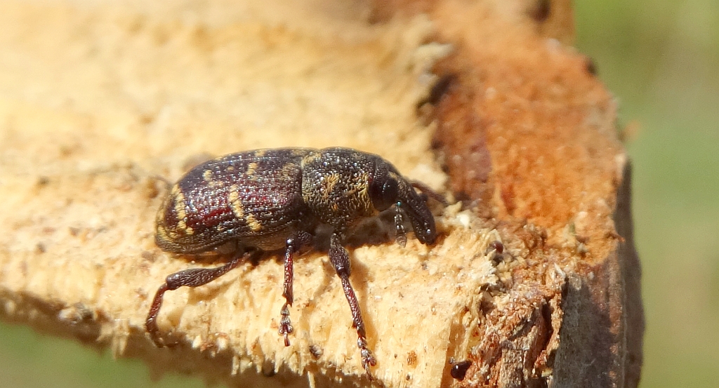 Szeliniak sosnowy (Hylobius abietis)