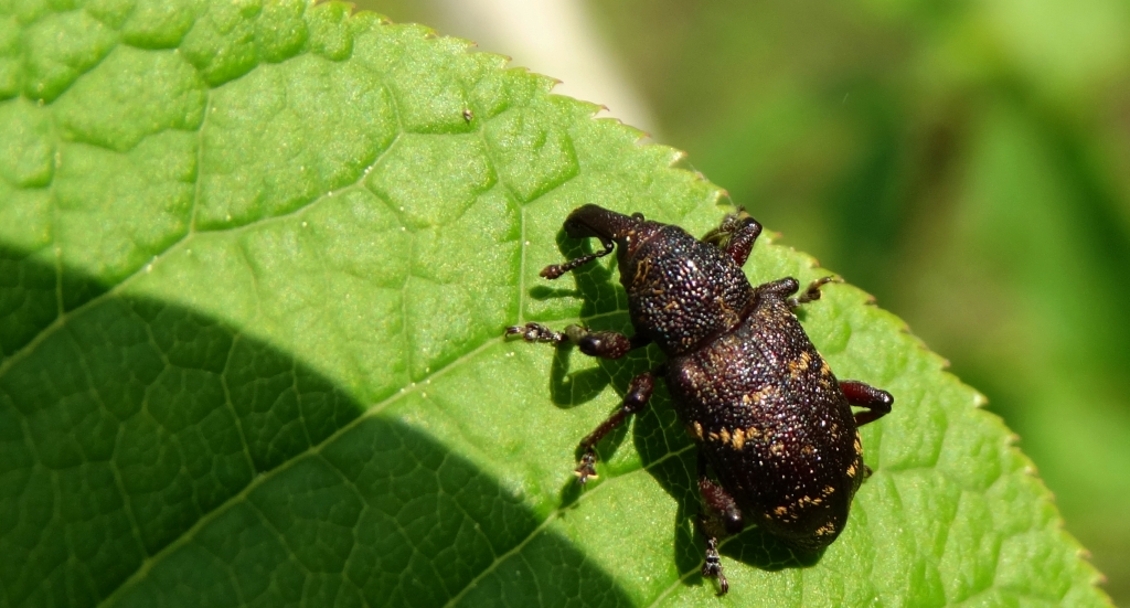 Szeliniak sosnowy (Hylobius abietis)