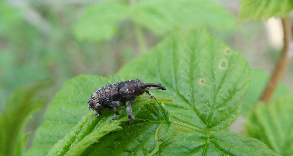 Smolik sosnowiec (Pissodes pini)