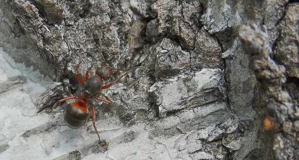 Mrówka rudnica (Formica rufa)