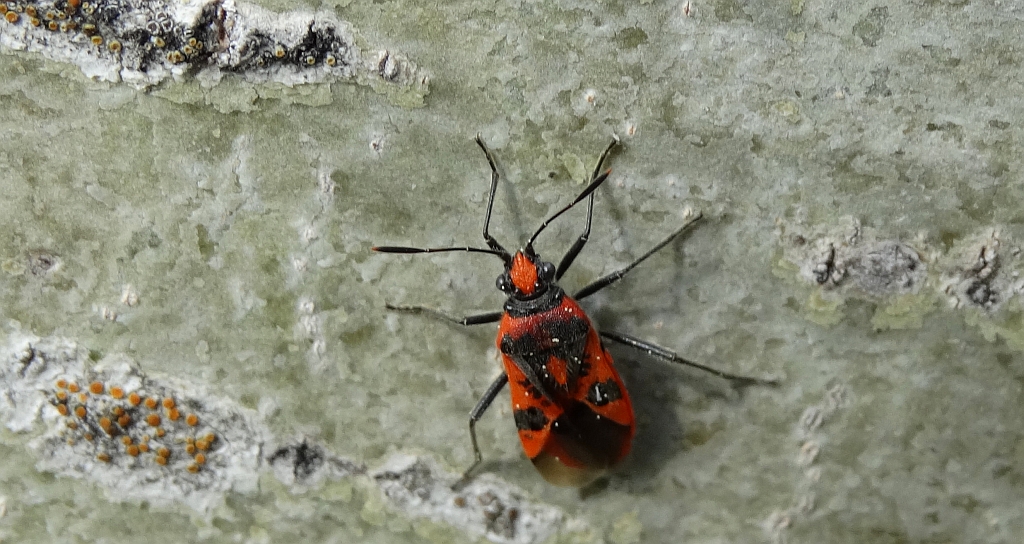 Glinik lulkarz (Corizus hyoscyami)