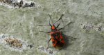 Glinik lulkarz (Corizus hyoscyami)