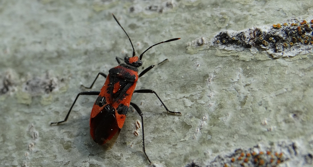 Glinik lulkarz (Corizus hyoscyami)